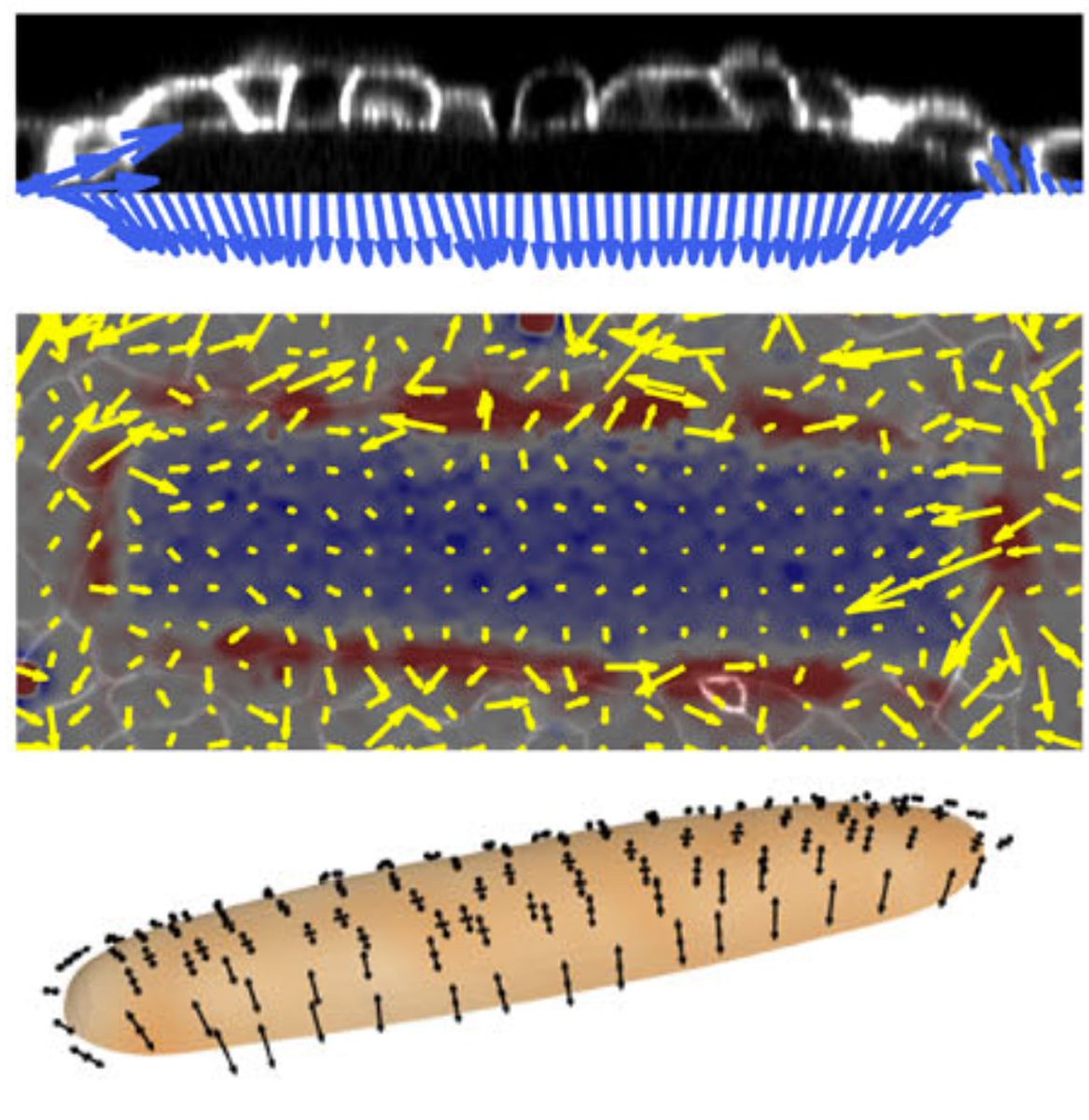 New paper out! We make epithelial domes, ellipsoids and tubes with full control of size and shape. We map pressure, traction and the stress tensor everywhere with a new computational tool, curved Monolayer Stress Microscopy (code available with the paper). nature.com/articles/s4146…