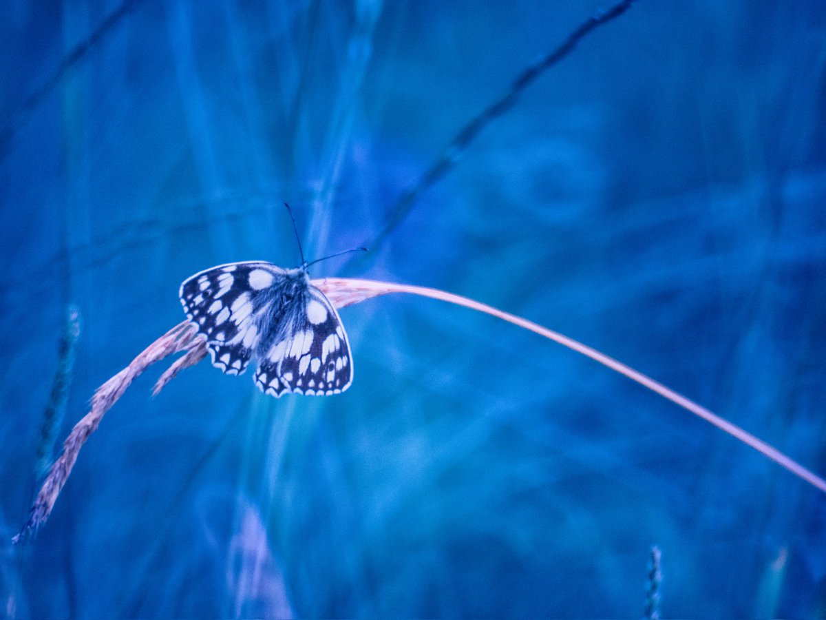 The wonderful world of butterflies🦋Have nice a weekend😘

#butterfly #fridaymorning #FridayFeeling #photography #nature #wildlifephotography <a href="/ArtMutuals/">Art(ist) RT & Support! ✩｡:*•.★✼☆｡.</a> @East_England_NT <a href="/ThePhotoHour/">#ThePhotoHour</a> <a href="/NaturePortfolio/">Nature Portfolio</a> <a href="/DigitalSLRPhoto/">DSLR Photography</a> #wexmonday #meadows
