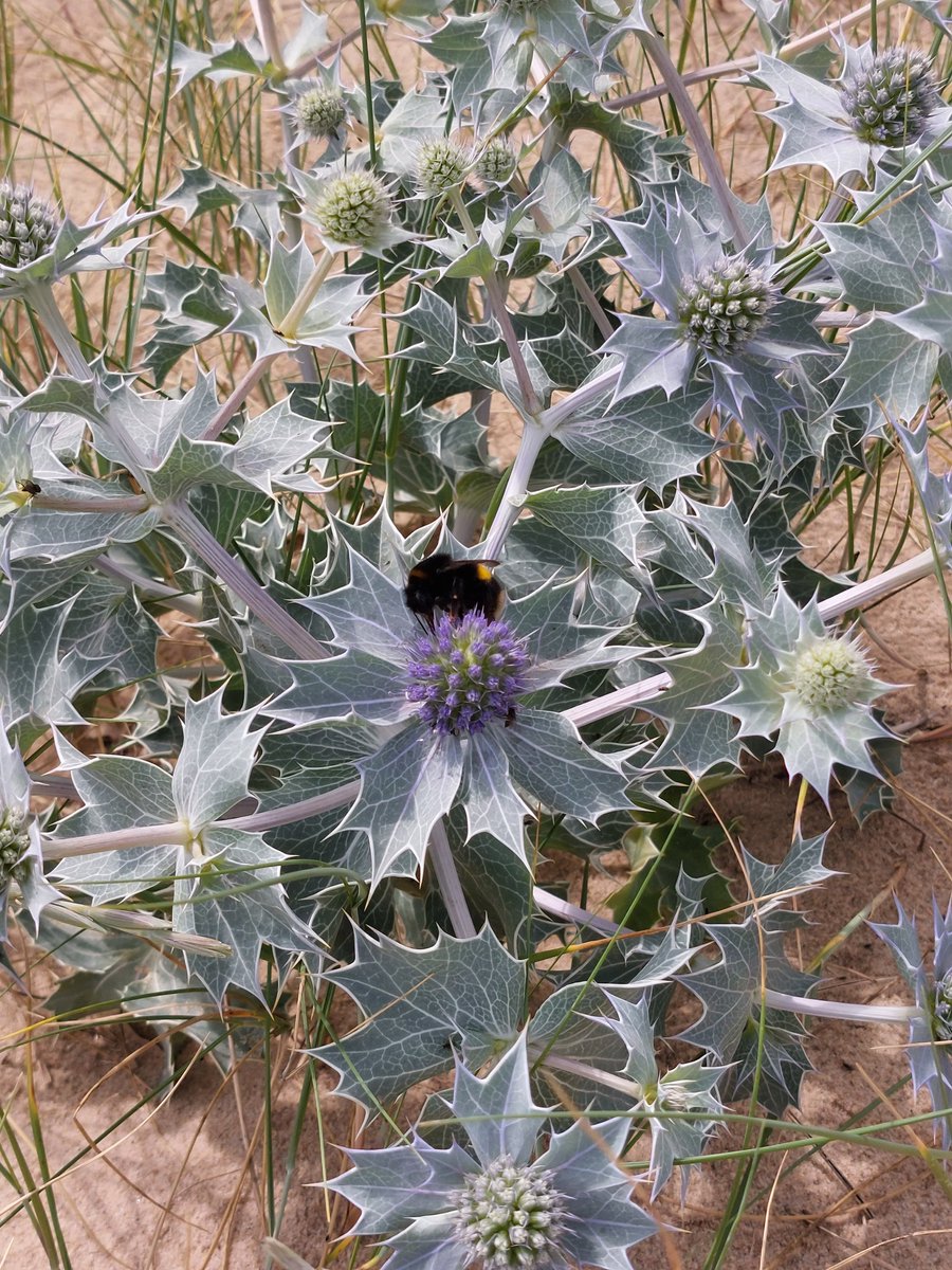 Womanatees1's tweet photo. The sea holly (Eryngium maritimum) is starting to bloom in Norfolk. In days gone by, parts of the plant were consumed as an aphrodisiac and the roots were candied as a sweet. I prefer looking at it.

#botany ##uknature https://t.co/TJoKFM9hFl