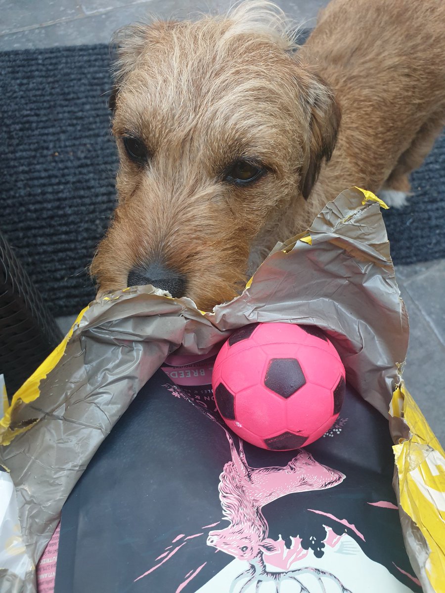 PuppyToffee's tweet photo. My kibble delivery came with free gift.. new balleee yippee #dogsoftwitter #petexpress 🐾🐾💜 https://t.co/swZanArTJV