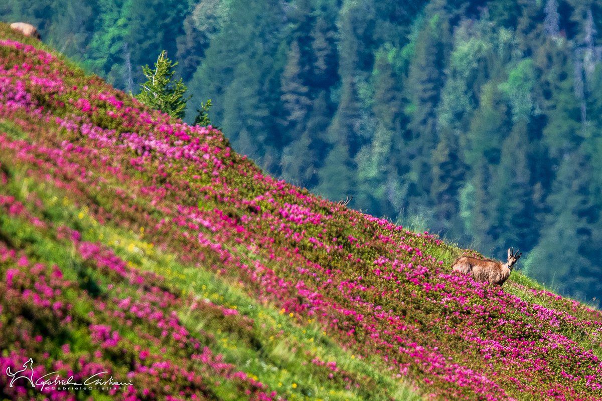 ParcoAlpiLiguri's tweet photo. #amicidelparcoalpiliguri - Magnifici scatti 😍 del territorio del #parcoalpiliguri ⛰️, dalla dorsale del #Saccarello, ancora tinta del rosa dei #rododendri, ai panorami della #ValleArgentina.
📷: Wildlife in Valle Argentina; Mattia Pizzolo; Gabri Cristiani; Rifugio la Terza. https://t.co/5RXO3PlObX