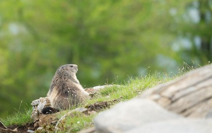 ParcoAlpiLiguri's tweet photo. #amicidelparcoalpiliguri - Magnifici scatti 😍 del territorio del #parcoalpiliguri ⛰️, dalla dorsale del #Saccarello, ancora tinta del rosa dei #rododendri, ai panorami della #ValleArgentina.
📷: Wildlife in Valle Argentina; Mattia Pizzolo; Gabri Cristiani; Rifugio la Terza. https://t.co/5RXO3PlObX