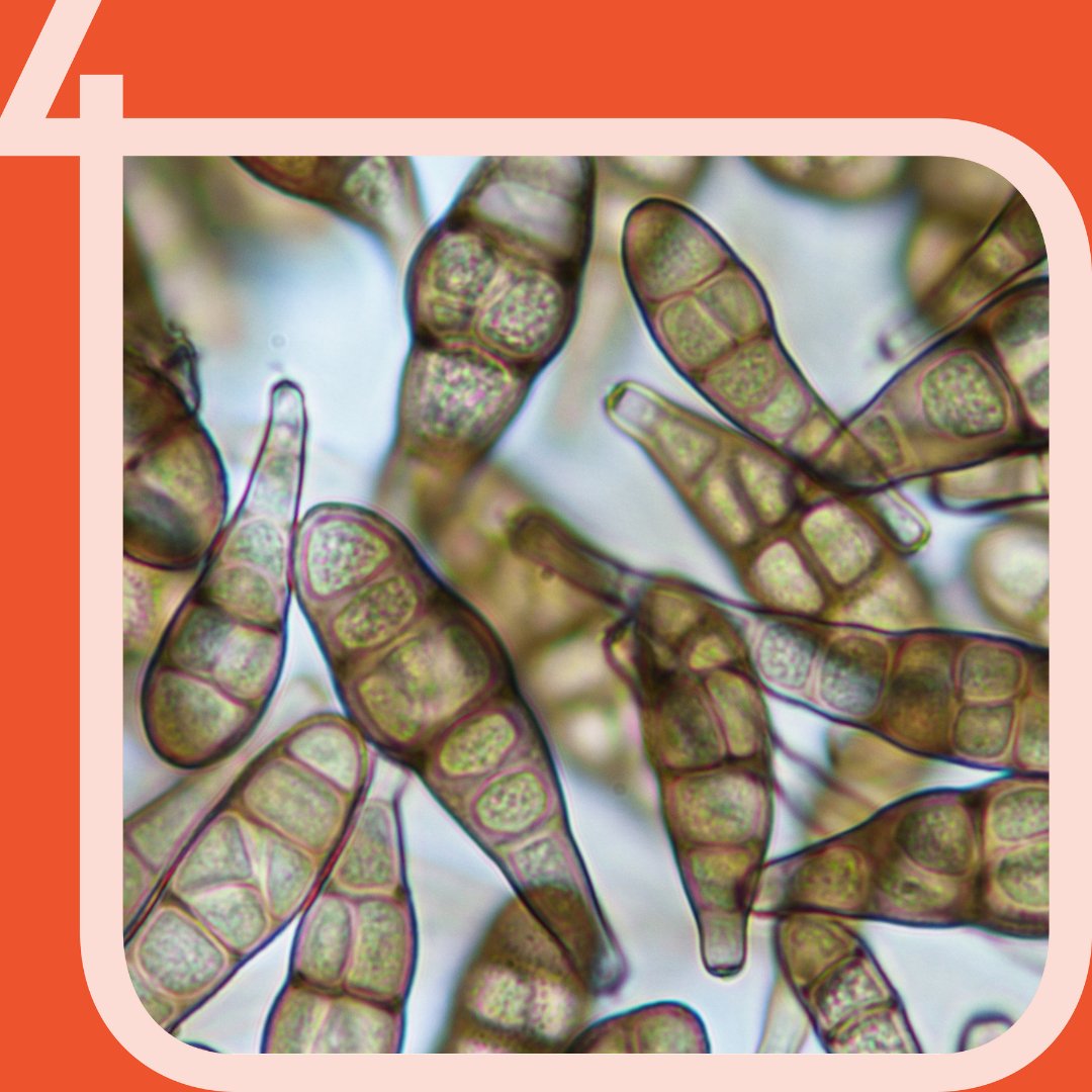 BccmCollections's tweet photo. Sneezing, nasal congestion, runny nose, itchy throat &amp; eyes are among the symptoms of #allergy due to fungal spores, from Alternaria &amp; Cladosporium in particular. 

BCCM/IHEM preserves &amp; distributes allergenic strains: https://t.co/byYxMKFHcZ

@belspo @sciensano #microbiology https://t.co/Sv1qSvYeSP