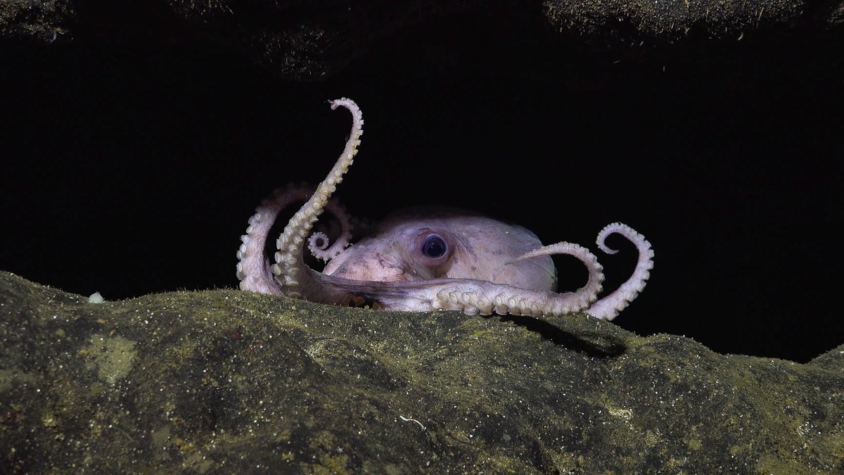 W.499 / South Pacific / Costa Rica
Sights and scenes from the seamounts of Costa Rica. During @SchmidtOcean's #octoodyssey expedition, the team explored areas such as the Dorado Outcrop and other previously unexplored seamounts in the northwestern corner of Costa Rica’s waters.