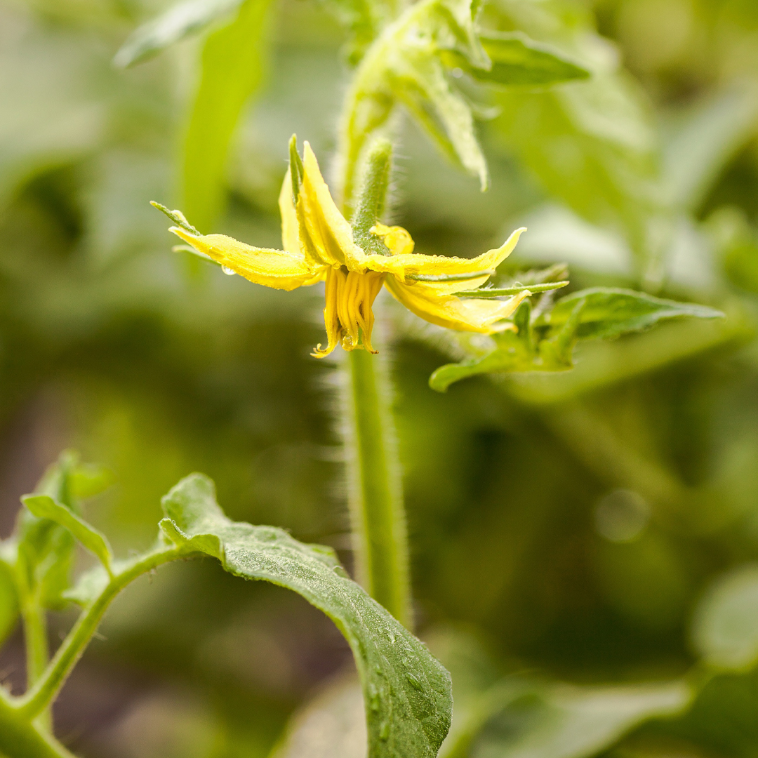 kelpakglobal's tweet photo. MIDDLE EAST - TOMATOES
Dr H. Papenfus, R&amp;D manager at Kelpak®, recently visited tomato growers in the Middle East to learn about local growing conditions and observe Kelpak® trials – effects on rooting &amp; establishment were excellent. 

#kelpak #biostimulant #Tomato  #cellburst https://t.co/pYJ75c9e3b