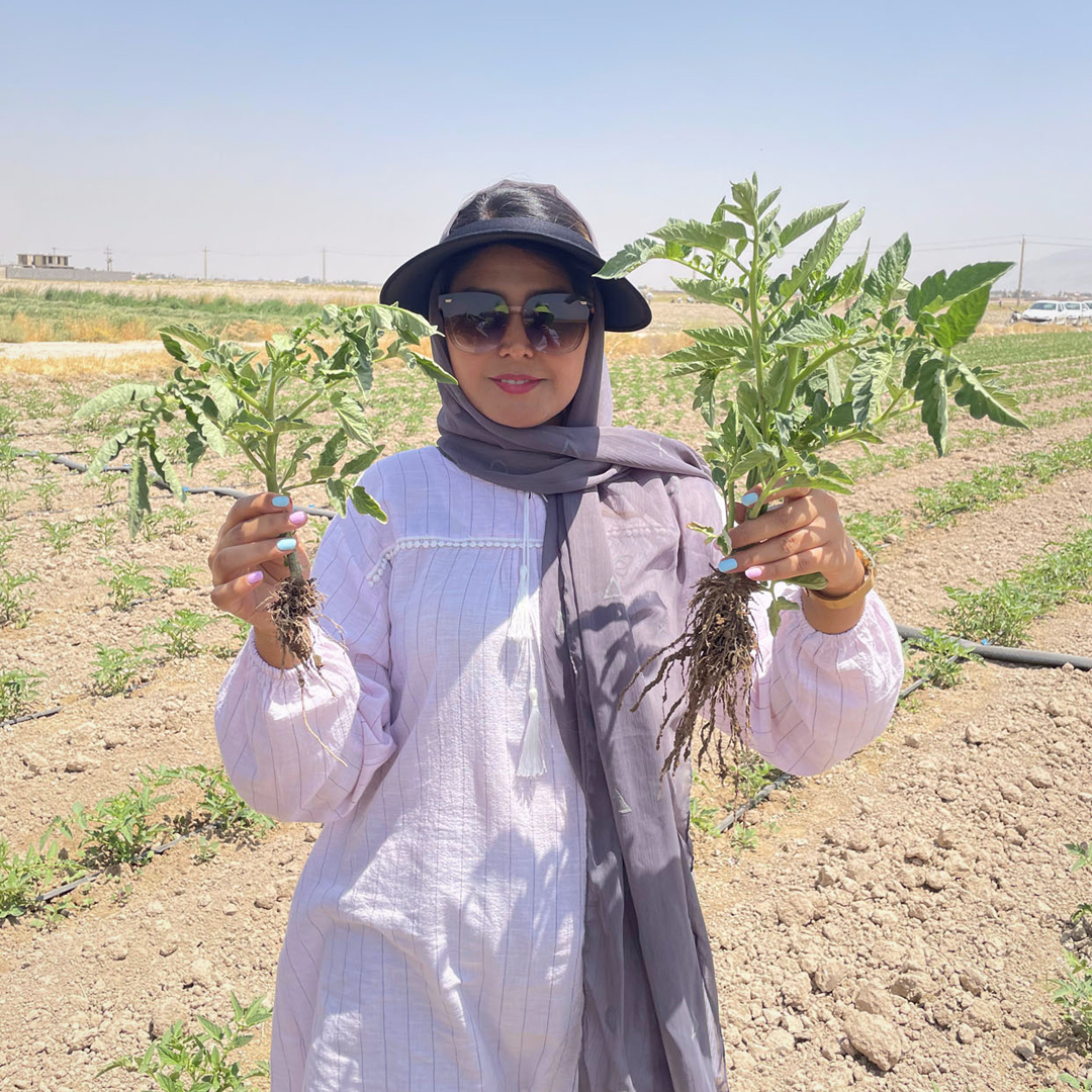 kelpakglobal's tweet photo. MIDDLE EAST - TOMATOES
Dr H. Papenfus, R&amp;D manager at Kelpak®, recently visited tomato growers in the Middle East to learn about local growing conditions and observe Kelpak® trials – effects on rooting &amp; establishment were excellent. 

#kelpak #biostimulant #Tomato  #cellburst https://t.co/pYJ75c9e3b