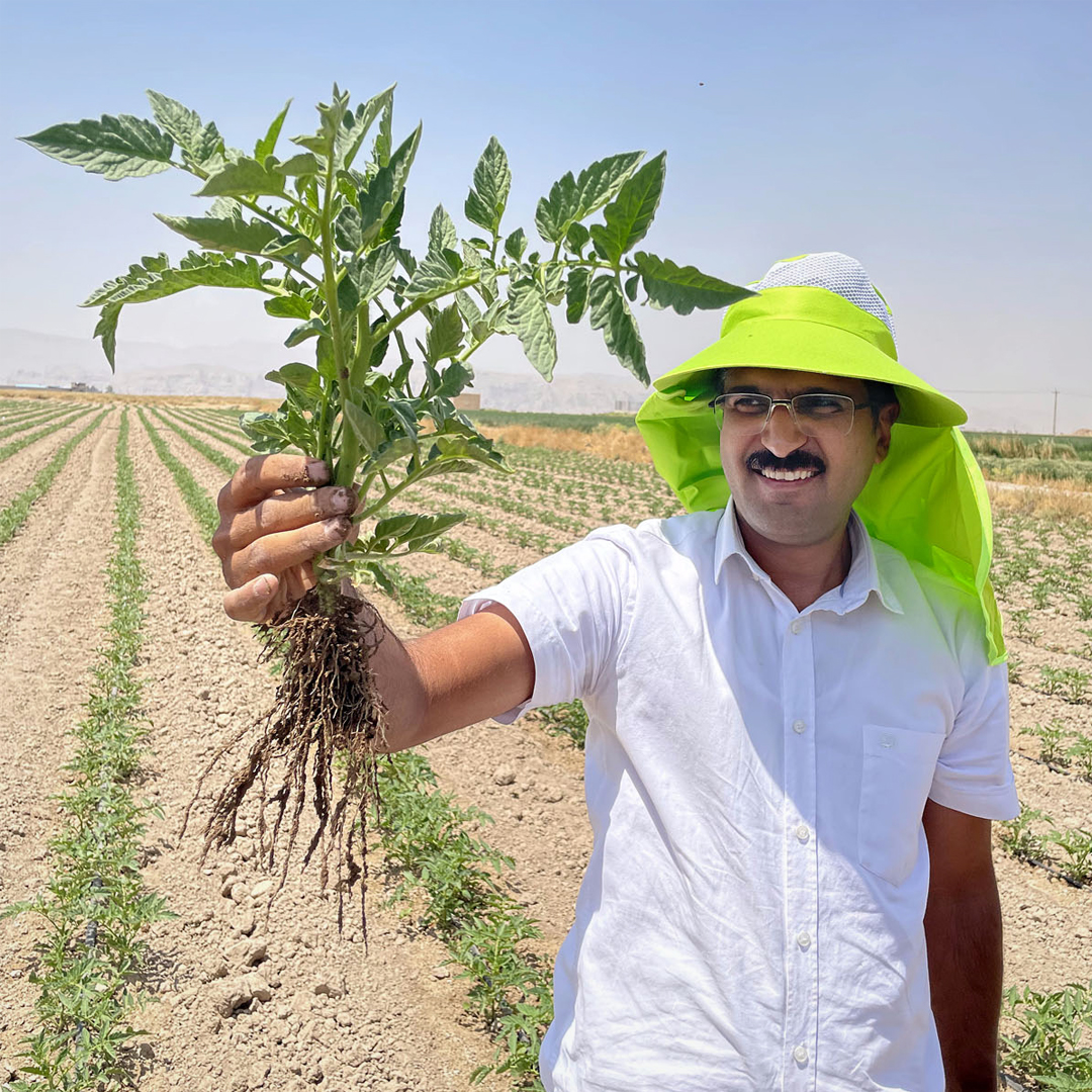 kelpakglobal's tweet photo. MIDDLE EAST - TOMATOES
Dr H. Papenfus, R&amp;D manager at Kelpak®, recently visited tomato growers in the Middle East to learn about local growing conditions and observe Kelpak® trials – effects on rooting &amp; establishment were excellent. 

#kelpak #biostimulant #Tomato  #cellburst https://t.co/pYJ75c9e3b