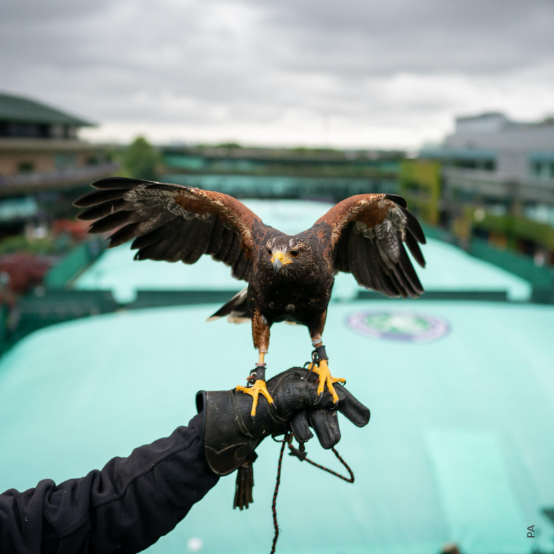 bbcworldservice's tweet photo. Meet @RufusTheHawk the Wimbledon hawk. 

His job is to patrol the skies and scare away pigeons while the biggest stars in tennis are on the court