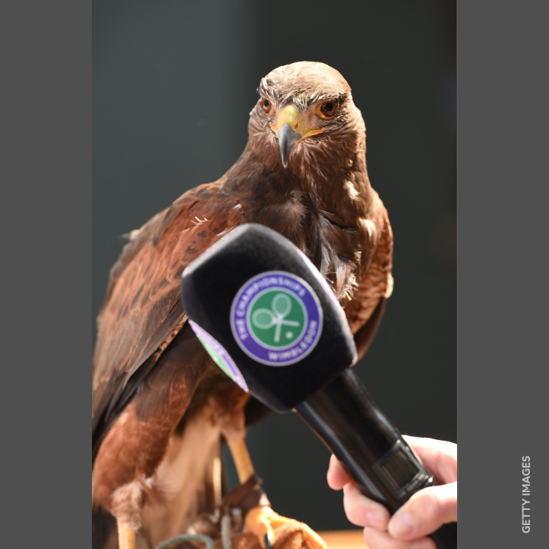 bbcworldservice's tweet photo. Meet @RufusTheHawk the Wimbledon hawk. 

His job is to patrol the skies and scare away pigeons while the biggest stars in tennis are on the court