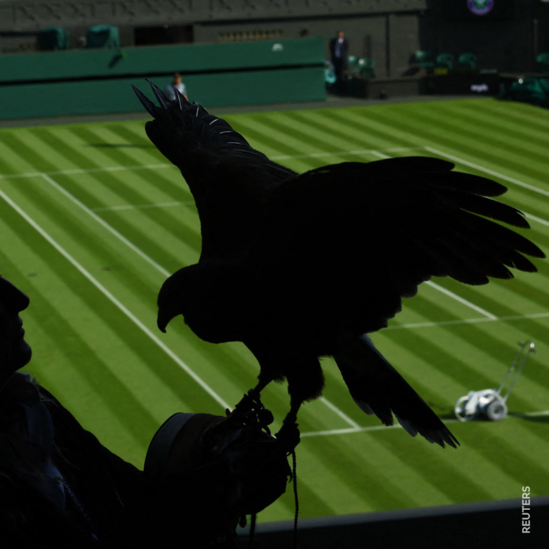 bbcworldservice's tweet photo. Meet @RufusTheHawk the Wimbledon hawk. 

His job is to patrol the skies and scare away pigeons while the biggest stars in tennis are on the court
