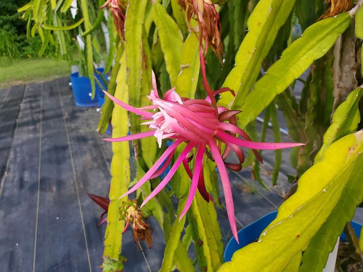 SpicyExotics's tweet photo. Purple flowers close much sooner than white flowers at sunrise at @SpicyExotics. #SpicyExotics #DragonFruit #Pitahaya https://t.co/MThI5qNREX
