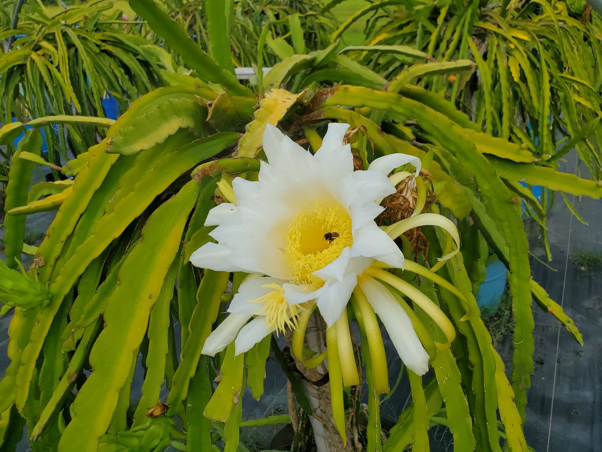 SpicyExotics's tweet photo. Purple flowers close much sooner than white flowers at sunrise at @SpicyExotics. #SpicyExotics #DragonFruit #Pitahaya https://t.co/MThI5qNREX