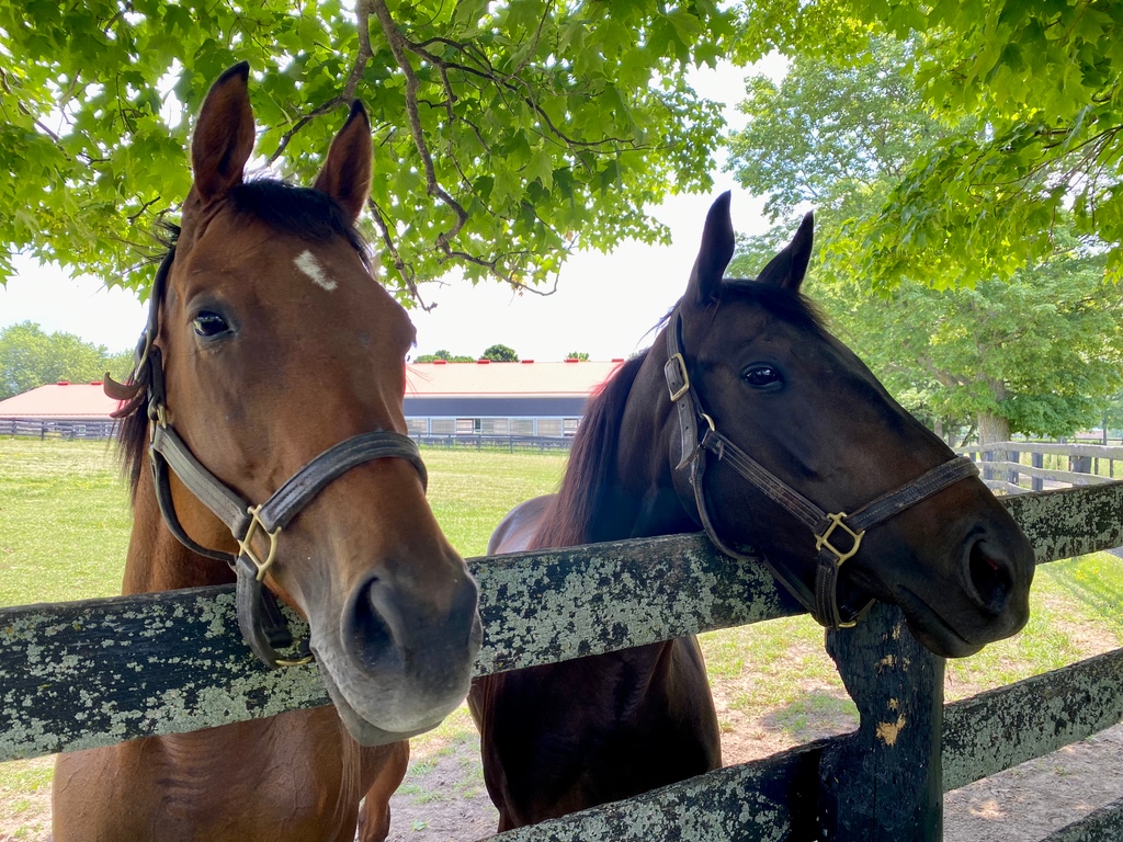 Keystone Law and Giant Illusion are two peas in a pod, they make great pasture mates. 🙏🏻to owner Reinbird Stable and trainer Kathryn Randford for donating Keystone Law and to owners Shelley Fitzgerald, Martin Wickins and Patrice Likamshum for donating Giant Illusion to us! #ottb