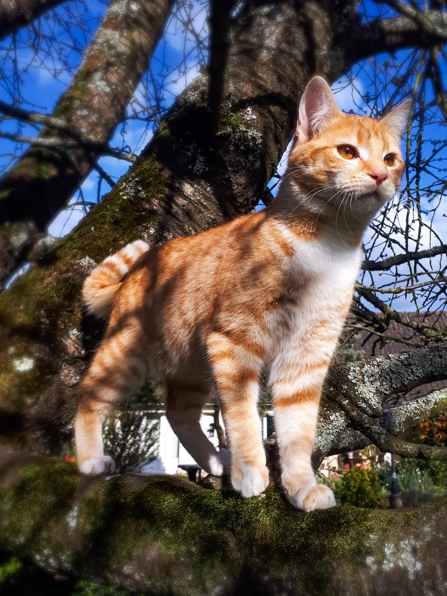 mle_etoile's tweet photo. @LeilaWarlock @AshTheBadWolf Voici notre tribue de chat : ici les 4 mâles nommé dans l'ordre Kitsune, Phoenix, Lycaon et Sphinx. https://t.co/bWhOB11eCG