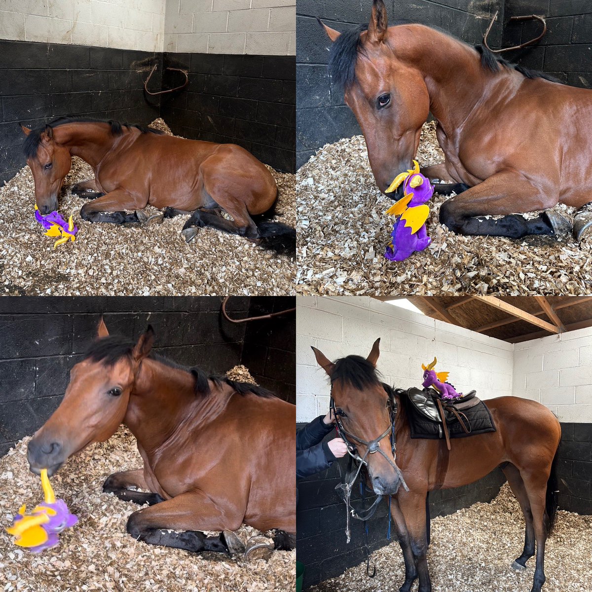 When Spyrothedragon met Spyrothedragon 

Have you even seen anything so cute 🥰 

#howtotrainyourdragon 🐉