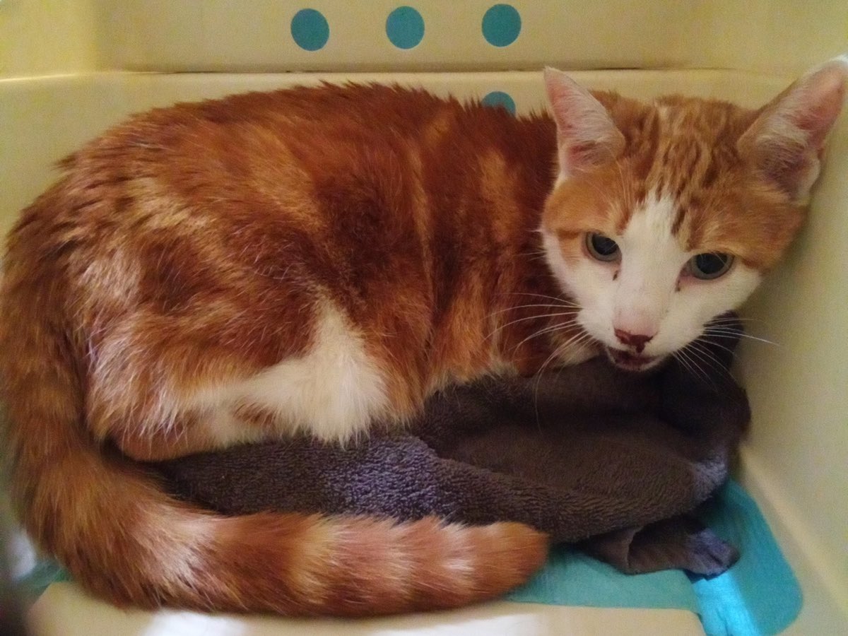 Gevonden in de Tintorettostraat #kater met bloedend bekje en schaafwond aan poot. Geen chip. Vinders proberen in de buurt eigenaars te achterhalen. Wij hebben hem intussen naar het <a href="/mcvoordieren/">mcvoordieren</a> gebracht. Waar is zijn mens? #Vermist #Gevonden