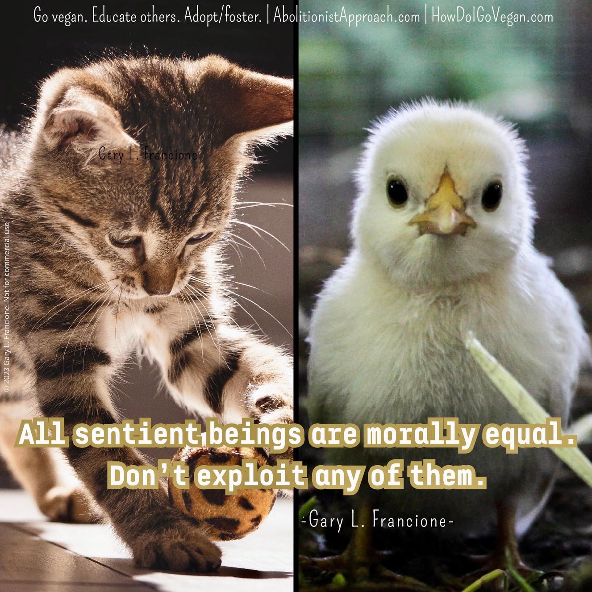 If you are not vegan, please go vegan. Veganism is about nonviolence. First and foremost, it’s about nonviolence to other sentient beings. But it’s also about nonviolence to the earth and nonviolence to yourself.

If animals matter morally, veganism is not an option — it is a