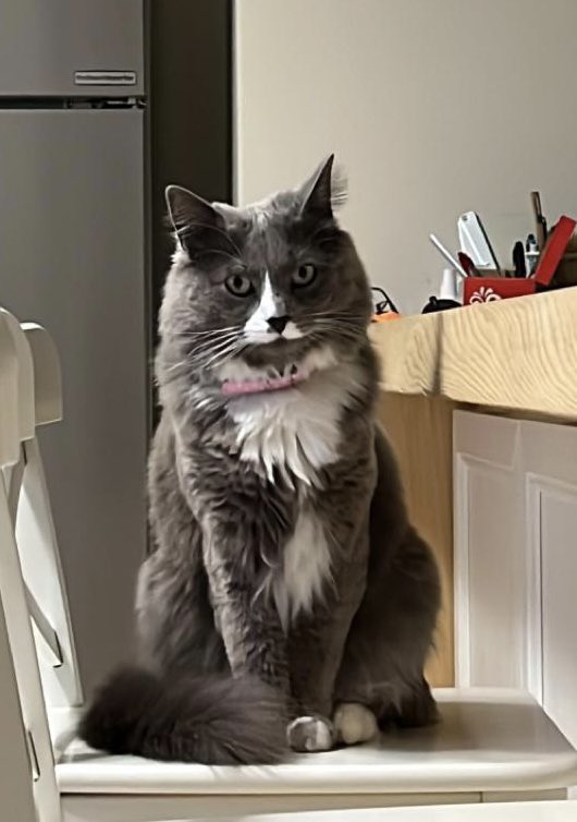 fefedegio's tweet photo. CHI SAREBBE QUESTO…PINO?
🐱….#grace #cats #pinoilgattofilippino #vnl #noiitalia #pallavolo🏐 #azzurri #filippine @volleyballworld @federazioneitalianapallavolo https://t.co/7V3I1RJ198
