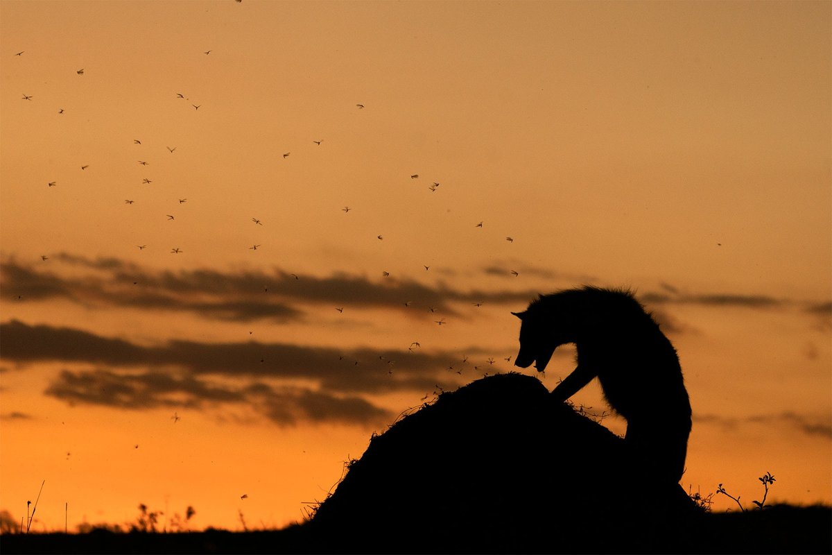 NatureIn_Focus's tweet image. ✨#NiFAwards2022—Winners✨

Mangesh R Desai
Winner | Animal Behaviour

Here, a Spotted #Hyena has climbed on top of a #termitehill, to make the most of what was available. What can we say? Some days you fight, and some days you #termite!

#MaasaiMara National Park, #Kenya