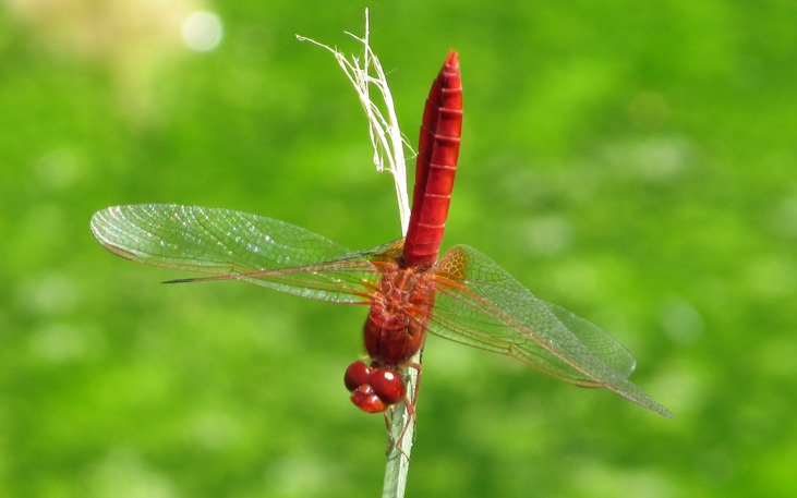 ScotlandBds's tweet photo. I am off on holiday for a couple of weeks - @petersketch will answer any questions. Please keep sending in your pics for #DragonflyWeek23 - I hope to see some beautiful French libellules! #TeamDragonfly https://t.co/DCUOiQD4kb