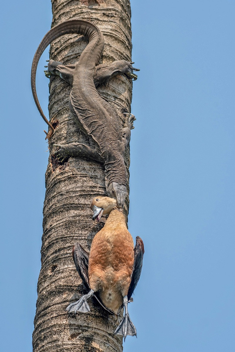 NatureIn_Focus's tweet image. ✨#NiFAwards2022—Winners✨

Ratheesh Rajan
Winner | Animal Behaviour

It's not every day that you find a Monitor Lizard holding a Lesser-whistling Duck by its neck. Lesser-whistling Ducks are known to build nests in tree cavities and on the branches of large trees.

#Kerala