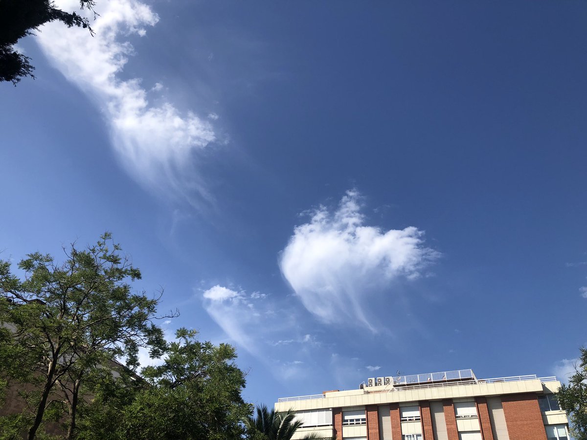 Núvols medusa, altocúmuls amb virga (precipitació que s’evapora abans d’arribar al terra). El nom tècnic #altocumulos #floccus #virga. Inidquen inestabilitat a nivells alts de la troposfera. Fotografiats cap a les 10:15h des les #TresTorres #SantGervasideCassoles #BCN👇🏻