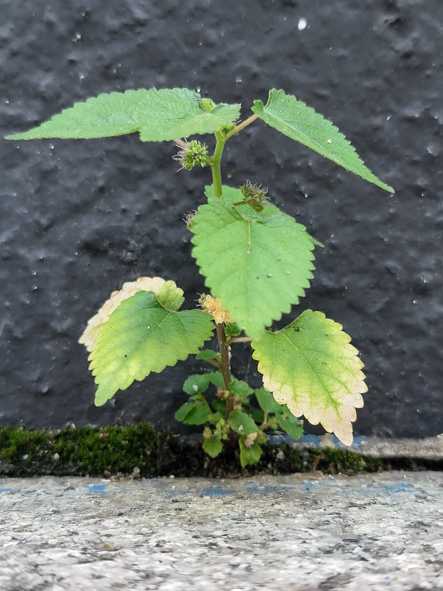 weedmasterlab's tweet photo. 깨풀

#Acalypha 
#잡초산책 https://t.co/fkYG3wrxFT