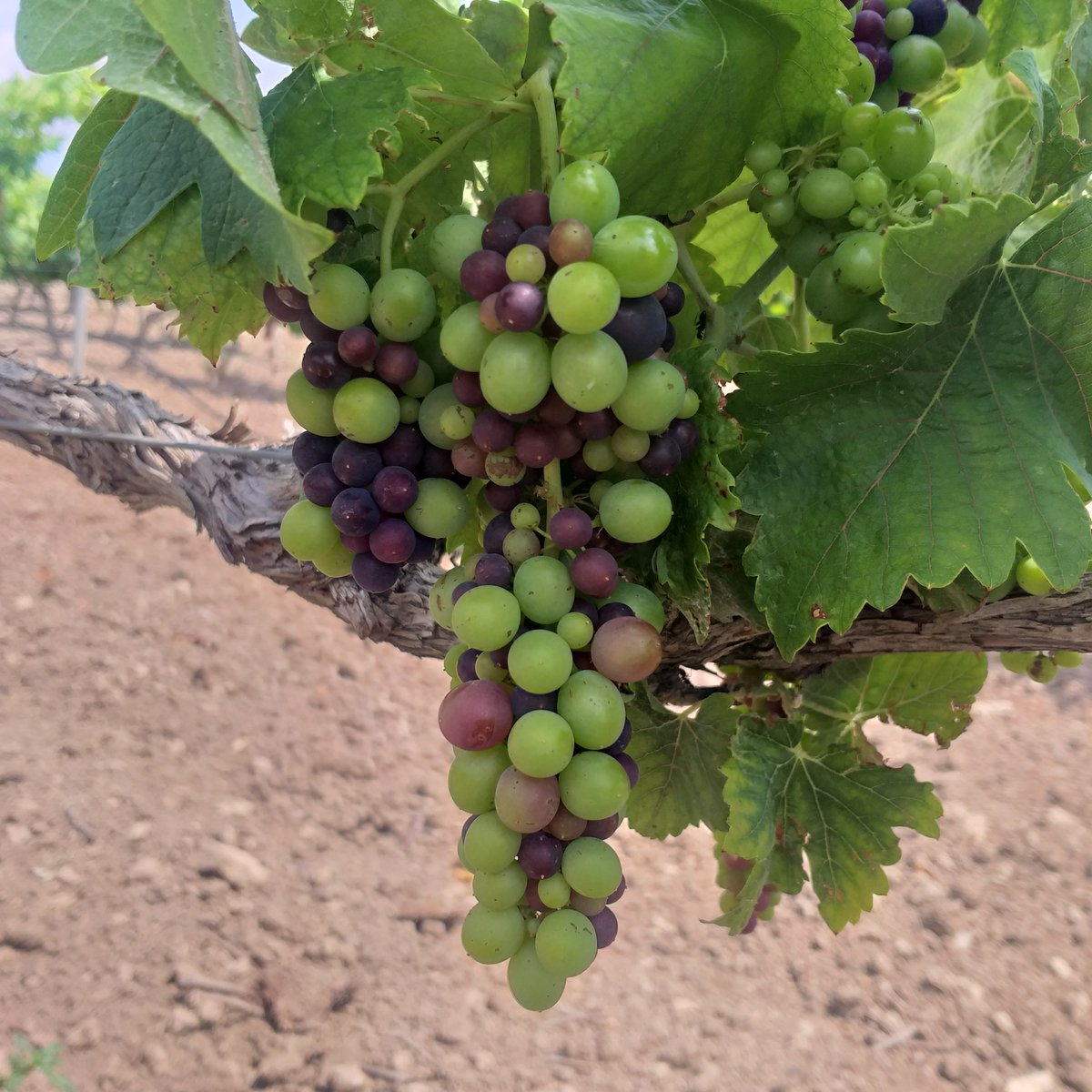 🎼A san Fermin pedimos, por ser nuestro Patrón, retrase la vendimia, dandonos su bendicion🎼
7 de Julio, primeros granos enverando, variedad syrah 😤