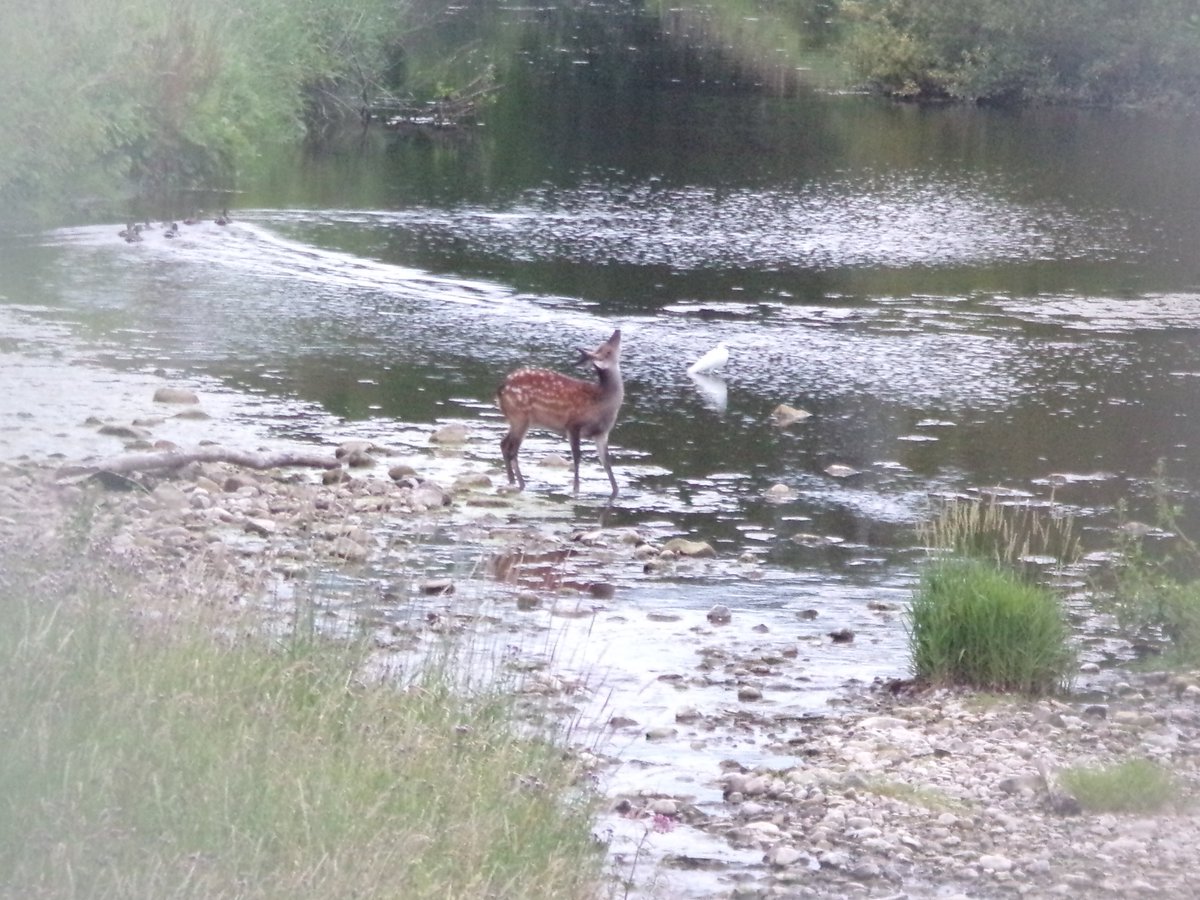 A touch of exoticism from @forestofbowland as a sika buck and a little egret share the stream