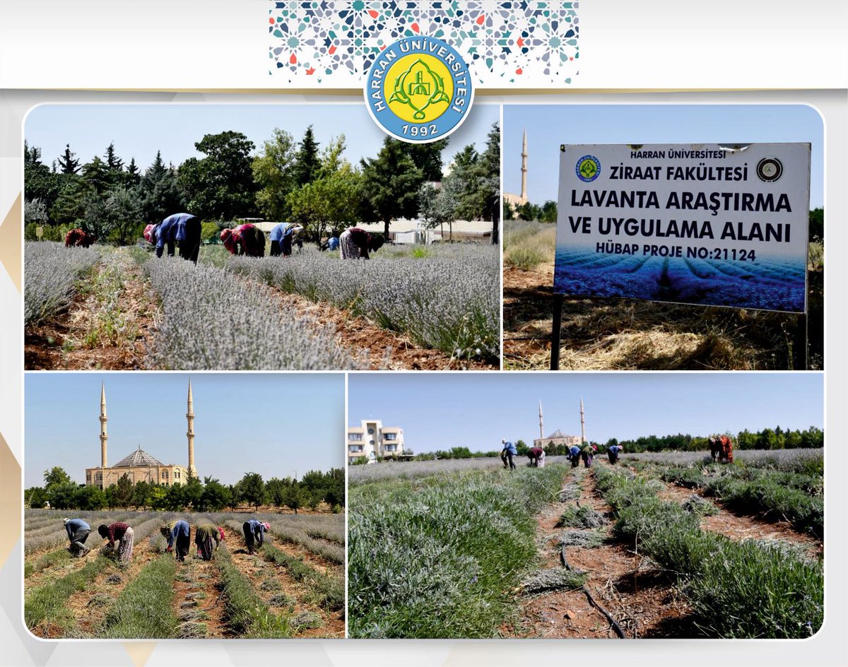 Ziraat Fakültemiz tarafından oluşturulan lavanta tarlamızda hasat başladı. 

Üniversitemizde bilimsel çalışmalar kapsamında yüksek katma değer ürün elde edilmesi adına dikimi yapılan lavantalar, mor renkleriyle görsel bir şölen sunarken kokusuyla da herkesi cezb ediyor.