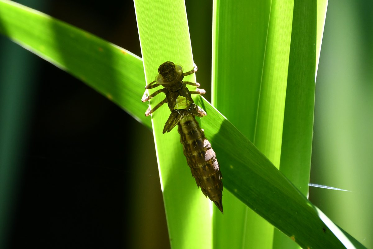 FieldStudiesC's tweet photo. Happy #DragonflyWeek23! ๐๐ชฐ
This is the exuvia of a dragonfly nymph ๐ฎโ
Exuvia is the dried-out exoskeleton left behind by a dragonfly nymph, which has emerged from its aquatic life and transformed into the beautiful aerial hunters that grace our skies.
Exuviae are very useful for species identification and recording as empty cases can be collected. With a closer look at its features, you can tell which dragonfly species emerged. It also shows which species have been breeding successfully in the area rather than just flying past. ๐
Learning how to identify exuviae is a great activity for anyone interested in wildlife identification. You can store the dried exuviae easily for identification at a later date, and if you have a pond in your garden, itโs a great chance to learn more about what lives there. ๐ก
Sign up for our course on the 24th of September, where you can learn how to identify larvae and exuviae https://t.co/9pgyk8ZRAA
๐ธPhoto by Olivia Watts
#DragonflyWeek #Dragonflies #Odonata