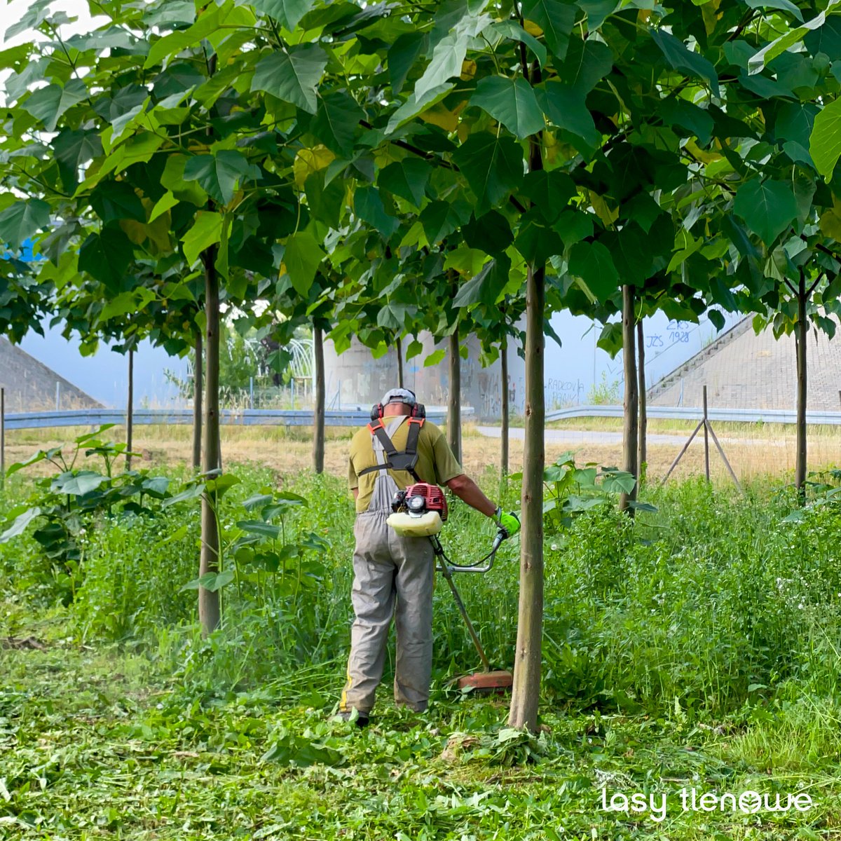 Trawa na plantacji jest już skoszona i wszystko jest gotowe na nasz pierwszy dzień otwarty! 🌳

Spotkamy się z Wami już jutro, 8 lipca, na plantacji w Bobrownikach Małych 😁

Dołączcie do wydarzenia, żeby poznać szczegóły 👉 lasytlenowe.pl/dni-otwarte-20…

#drzewa #ekologia #małopolska