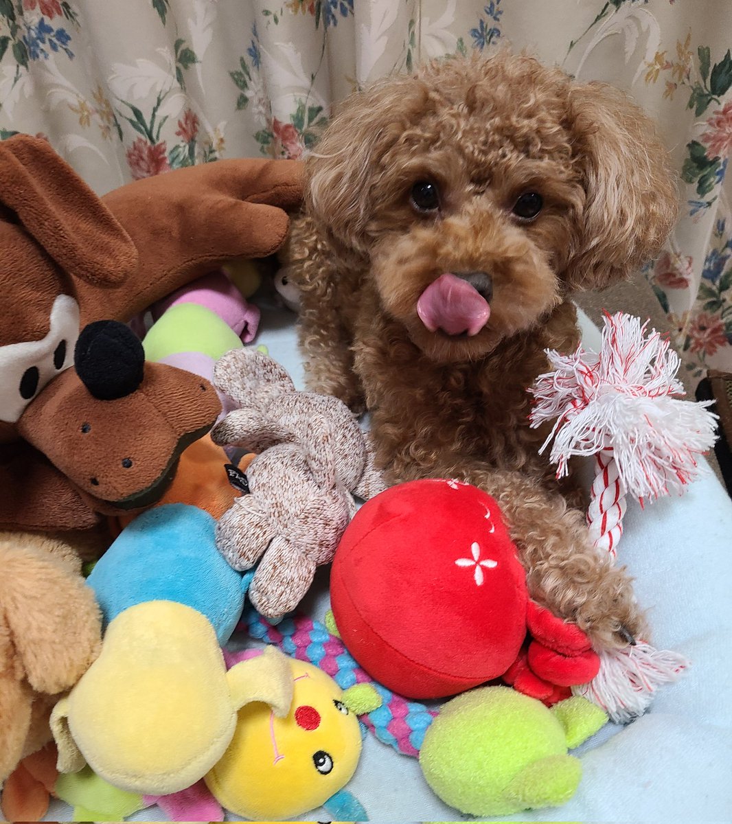 🌃✨ワタシはまだ寝ませんよ
おもちゃで遊びたいの🎶

#トイプードル #犬好き #犬好きさんと繋がりたい #犬のいる生活