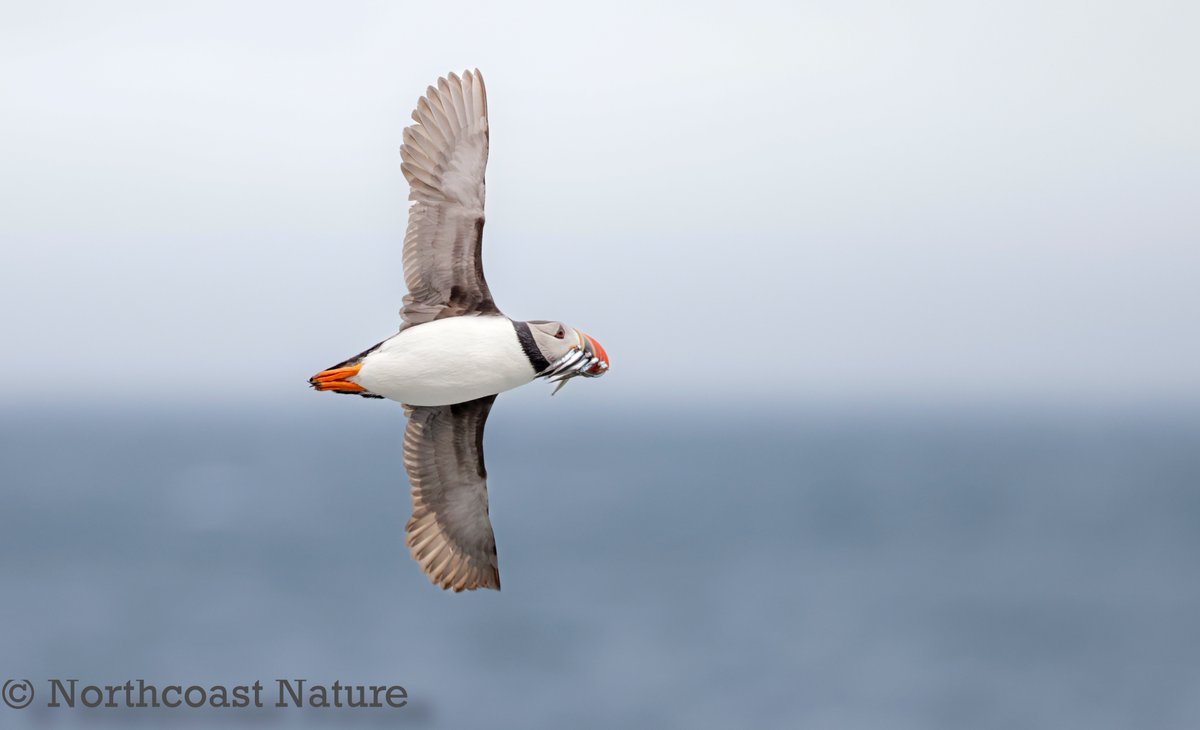 Northcoast Nature tweet media