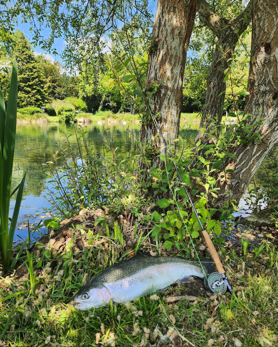 AdamLethbridge's tweet photo. My decent 8lb trout from @AvingtonPark is being smoked and made into Smoked Trout Pâté courtesy of the expertise of @geraldstratfor3, thank you for yesterday's great chinwag plus veg growing and fly fishing masterclass! #troutfishing #flyfishing #catchandeat https://t.co/4sMKGvWXuX