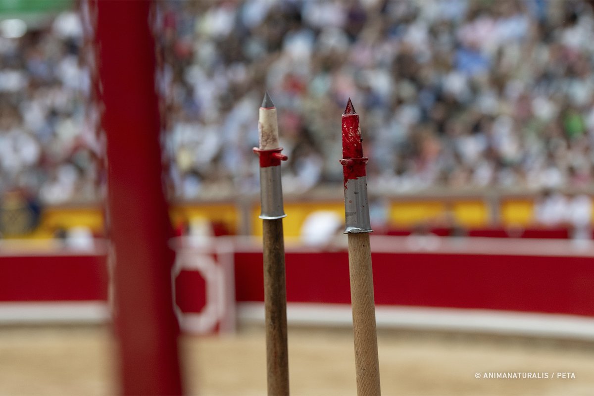 AnimaNaturalis's tweet photo. 🩸🐃 ¿QUE NO SUFREN? | Este es el rostro del sufrimiento el primer día de toros en San Fermín 🇪🇸

El día 5 de julio @AnimaNaturalis y @PETA documentamos la novillada inaugural de la Feria del Toro en Pamplona.

La falta de experiencia de los jóvenes toreros provocó gran sufrimiento a los animales y dejó una escena tremendamente cruel. 💔

Un año más, San Fermín se tiñe de sangre y dolor.