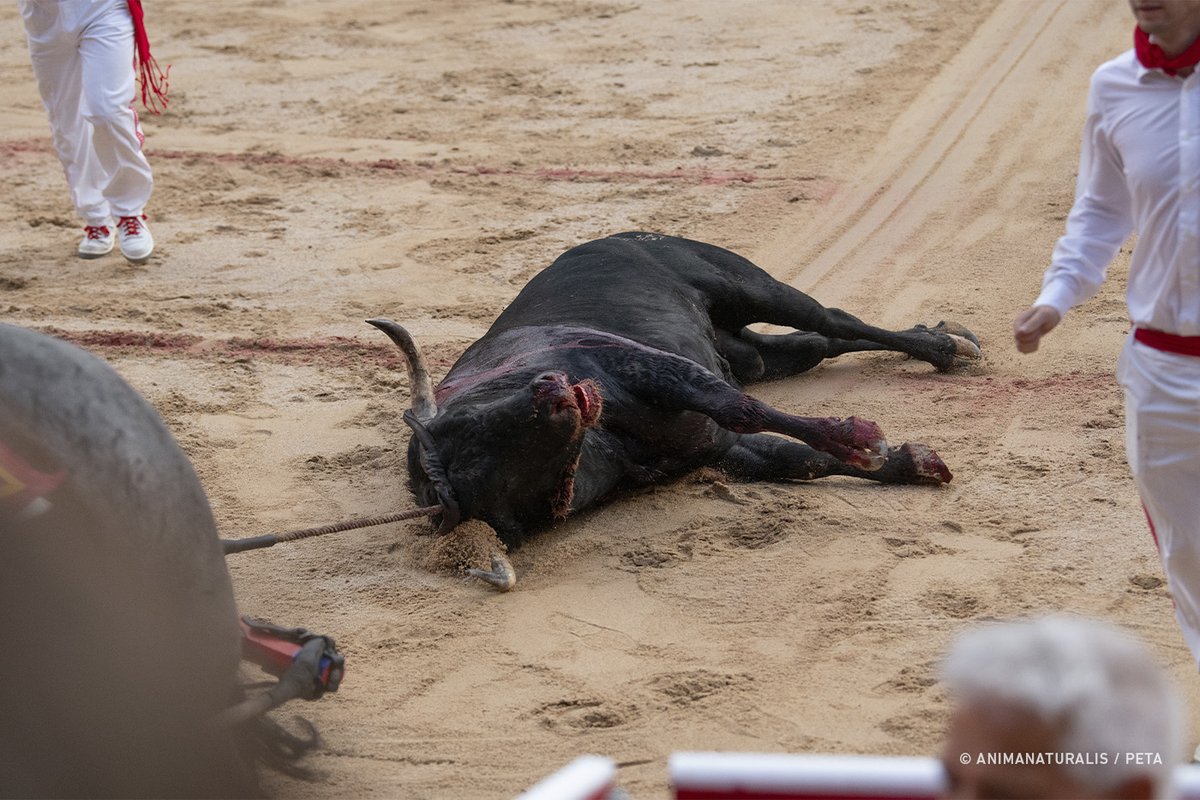 AnimaNaturalis's tweet photo. 🩸🐃 ¿QUE NO SUFREN? | Este es el rostro del sufrimiento el primer día de toros en San Fermín 🇪🇸

El día 5 de julio @AnimaNaturalis y @PETA documentamos la novillada inaugural de la Feria del Toro en Pamplona.

La falta de experiencia de los jóvenes toreros provocó gran sufrimiento a los animales y dejó una escena tremendamente cruel. 💔

Un año más, San Fermín se tiñe de sangre y dolor.