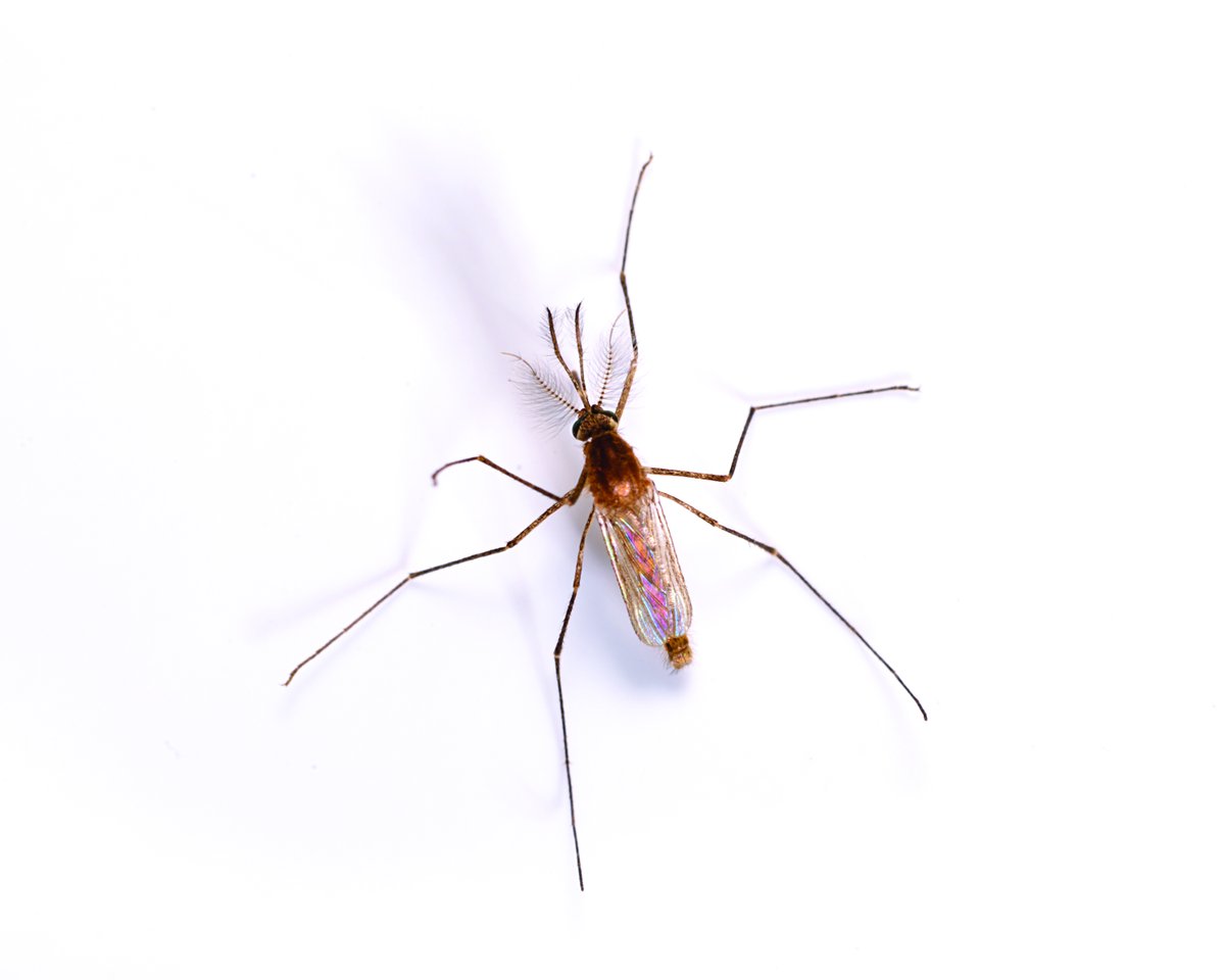The CDC issued a health advisory following confirmed cases of malaria in Florida and Texas. Protect your family from this and other dangerous mosquito-borne diseases. Contact us now for more information on our mosquito control service. pctonline.com/news/malaria-u… #malariaprotection