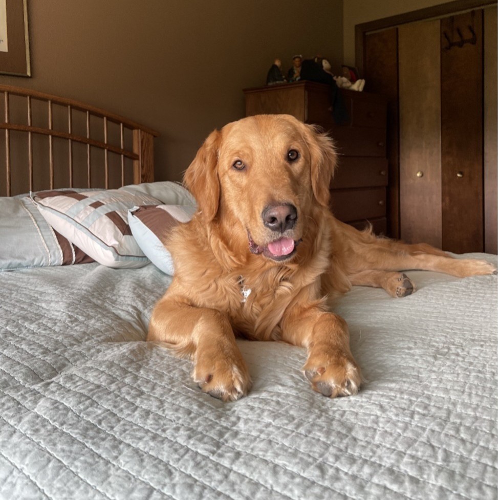 pucvm's tweet photo. Why did the Golden Retriever take a break from playing fetch? To "paws" and reflect.
#PurdueVetMed #PurdueUniversity #BoilerUp #Boilermakers #PetsOfPurdue #PurduePets #goldenretriever #golden #funny #punny #cutegolden #cutedog https://t.co/m1idEKDMdX