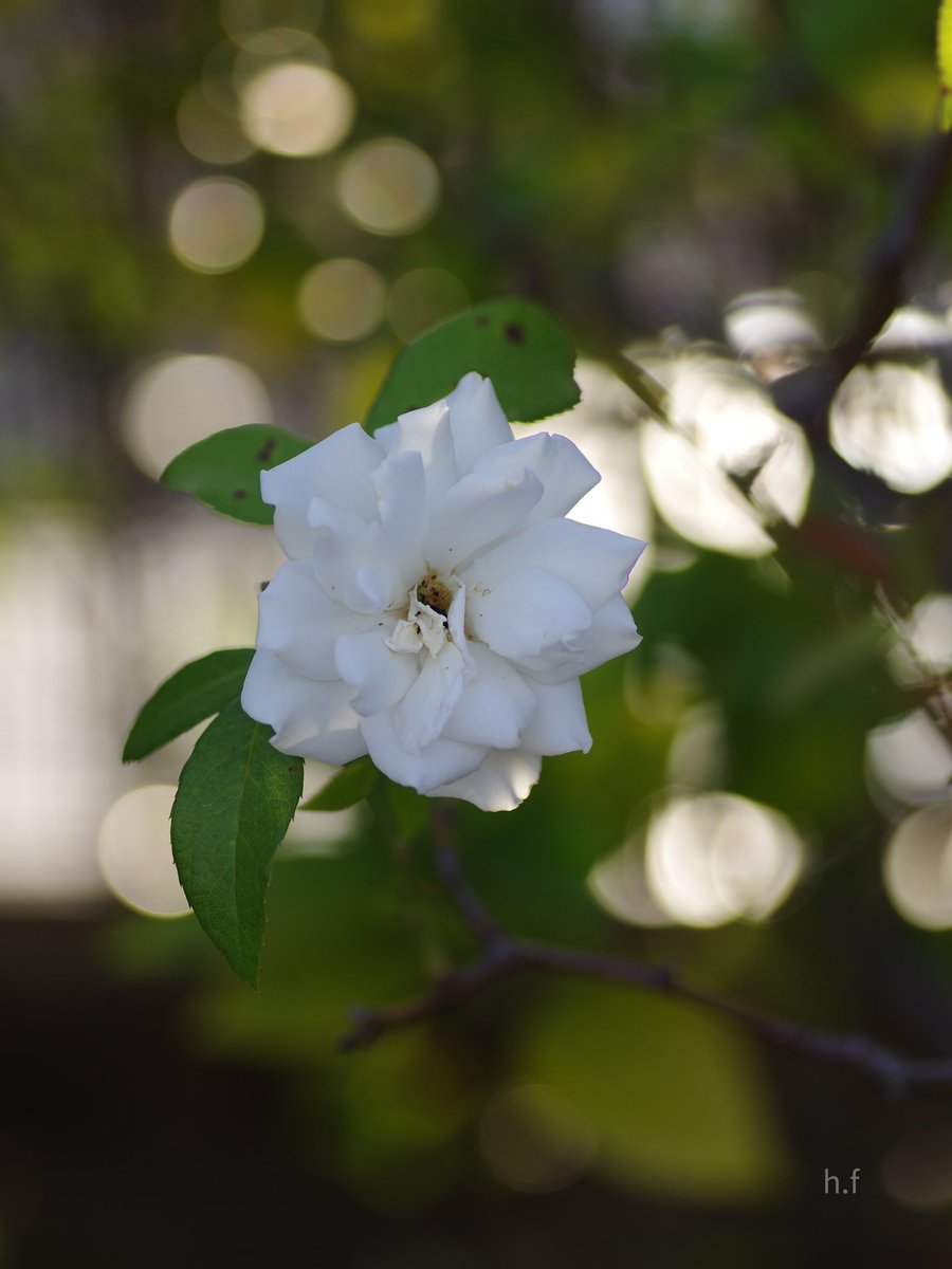 Hiroshi Furukawa (@junglelandland) on Twitter photo 