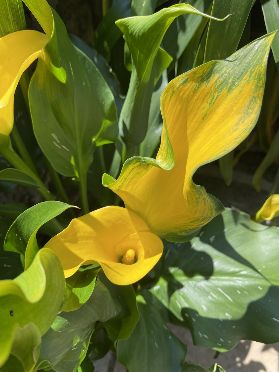 Jan_Leeming's tweet photo. Unusual #CallaLilly - itβs one flower! https://t.co/gpMZXAnMAT