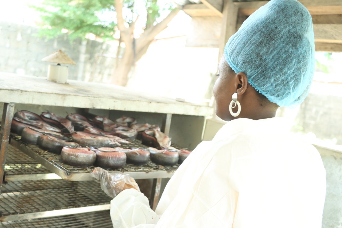 duketrah's tweet photo. Streamlining Contract Processing: A Comprehensive Guide for Catfish Farmers

A Thread
Duketrah Fisheries, a leading dried catfish company, understands the importance of seamless contract processing and the crucial role it plays in maintaining customer satisfaction. https://t.co/jN1TucszDV