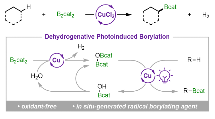 AggarwalLab's tweet image. Our latest work, out now in @J_A_C_S, investigates a copper mediated borylation of C(sp³)-H bonds. Great work by Ruocheng, Wangyujing, and Hanwen! pubs.acs.org/doi/10.1021/ja…