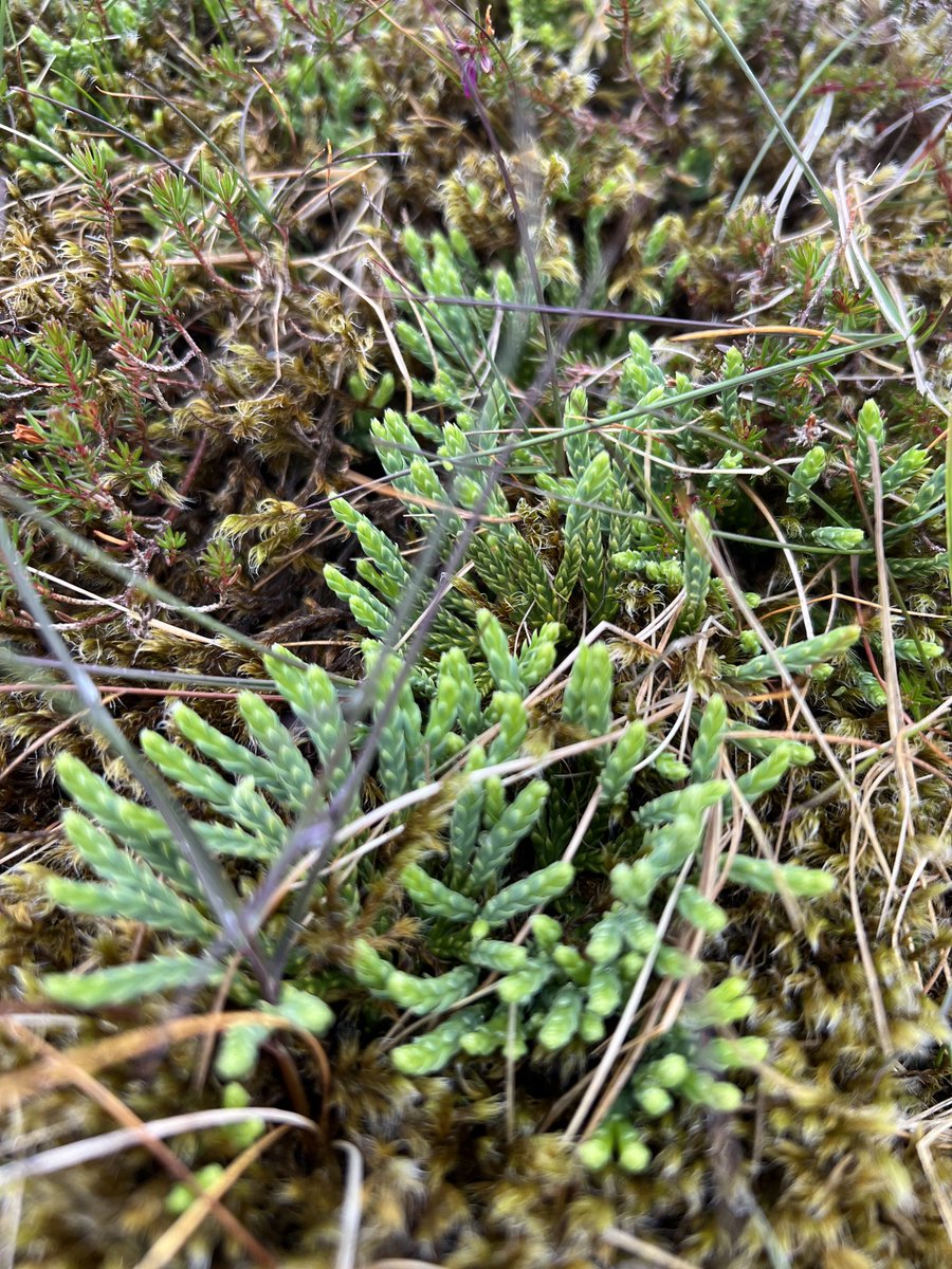 Simon Gray tweet media