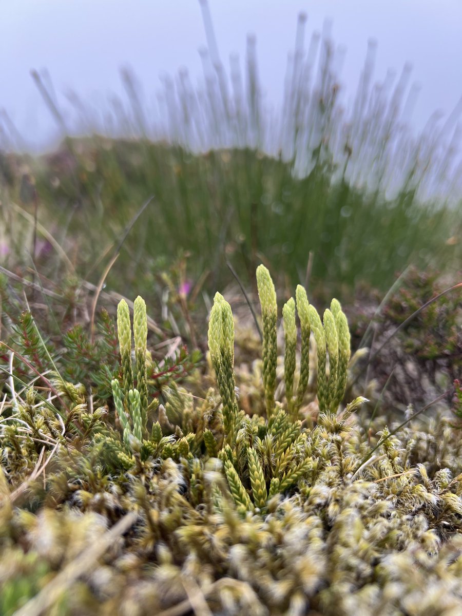 Simon Gray tweet media