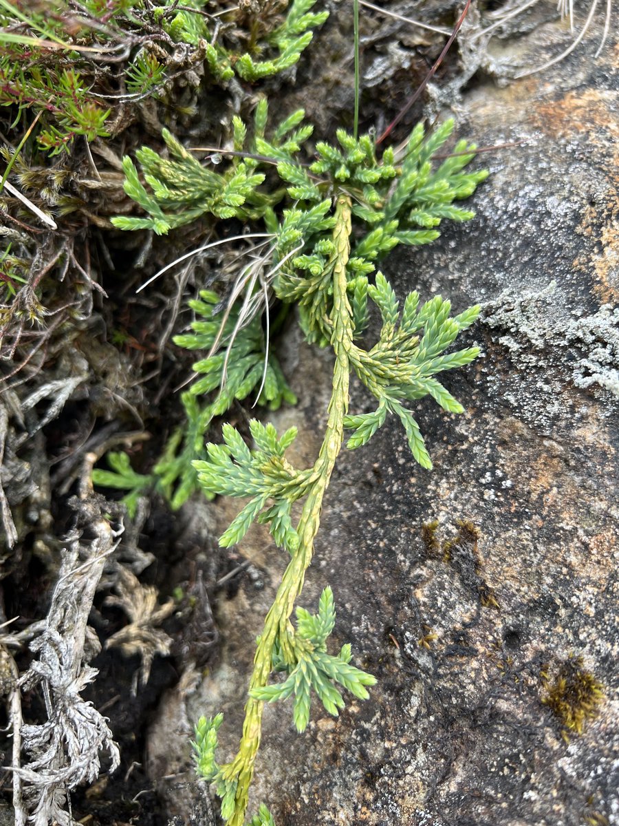 Simon Gray tweet media