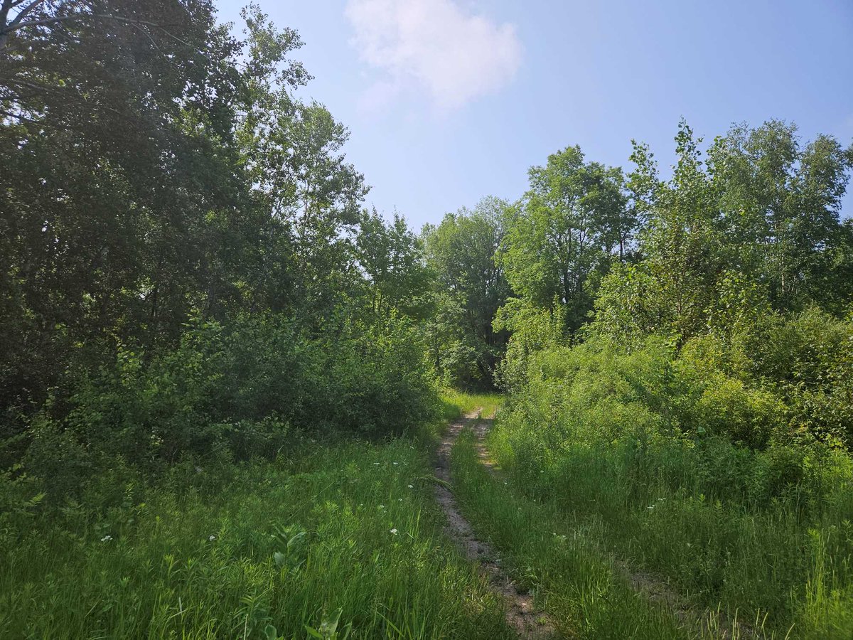 blueVortexnet's tweet photo. Hunting4Land just added this 21-acre Alcona vacant land plot to their world online...  Only $74,500 and it has the occasional bobcat passing through. https://t.co/7UPPBMQOiZ
