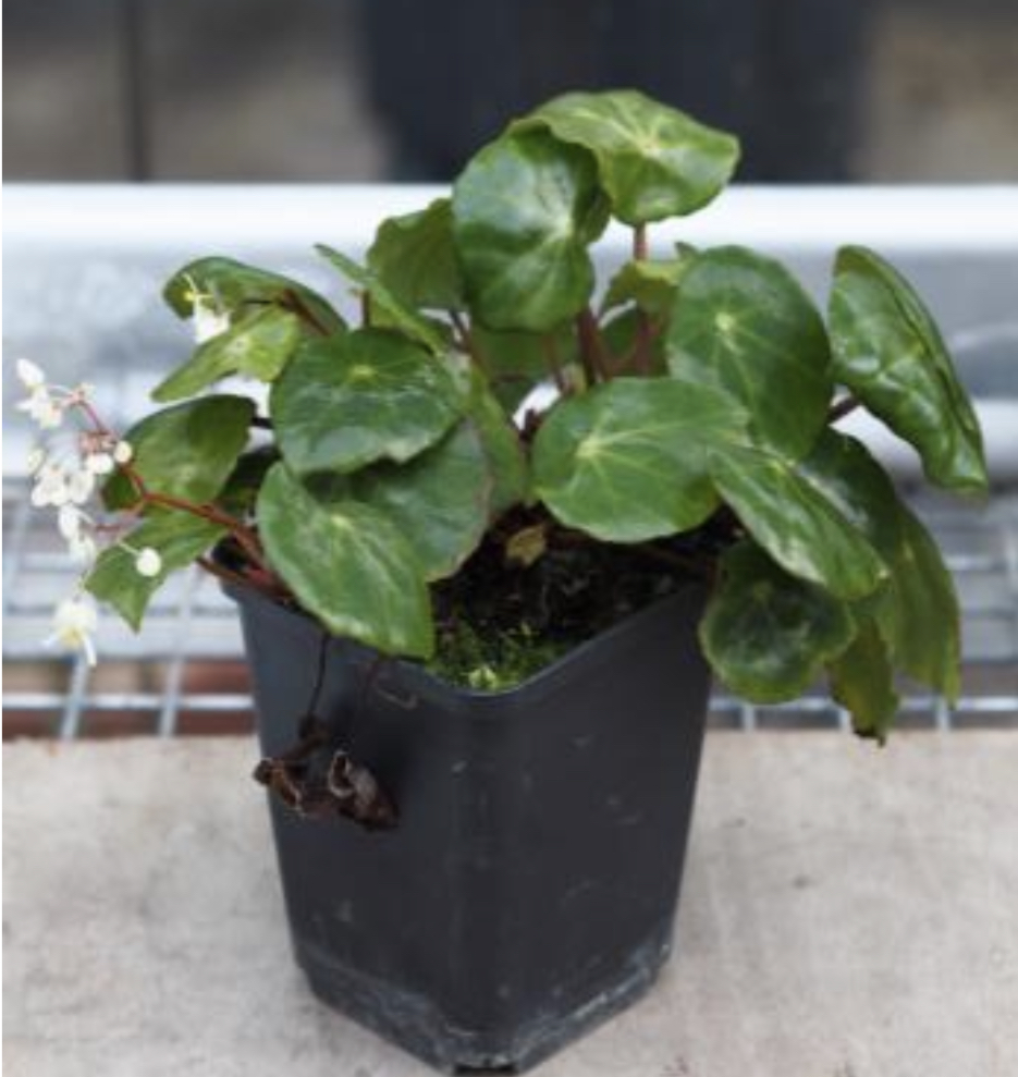 KarnikLab's tweet photo. #SEBconference today! @thu__ly presenting her work with #stomatal development using #Begonia model #plant! @KarnikLab @UofGSMB @smb_ecrs with @TheBotanics and @nythbran #SEB2023 https://t.co/eaofPM22I4