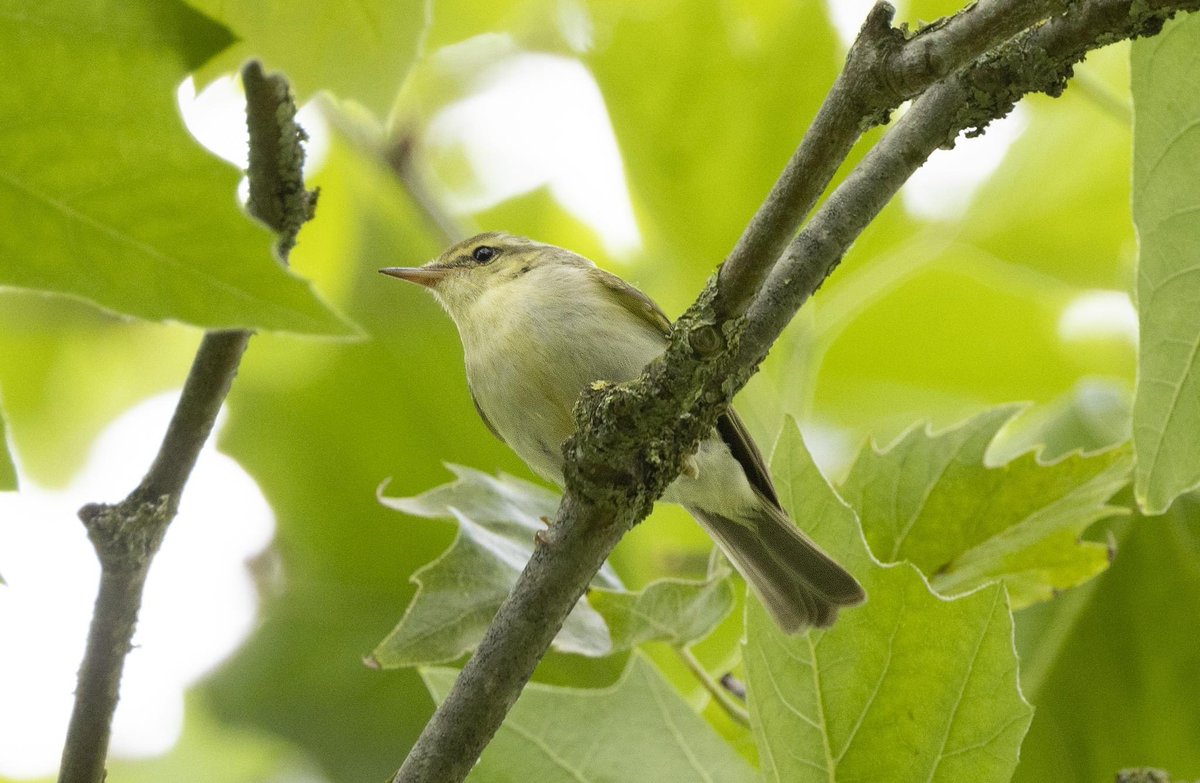 Marcel Klootwijk (@vogelsinbeeld) on Twitter photo Groene fitis bij Driewegen gisteren! Nog maar de 3e voor NL. #BirdsSeenIn2023 <a href="/dutchbirding/">Dutch Birding</a> <a href="/waarneming/">Waarneming.nl</a> Groene fitis bij Driewegen gisteren! Nog maar de 3e voor NL. #BirdsSeenIn2023 <a href="/dutchbirding/">Dutch Birding</a> <a href="/waarneming/">Waarneming.nl</a>