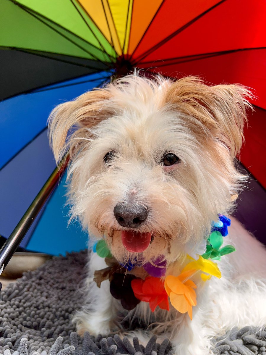 Lola_ShihTzu's tweet photo. It’s a bit hot but I couldn’t resist trying my Hawaiian Lei on before @BristolPride tomorrow. #DeloitteSW #ProudAtDeloitte
❤️🧡💛💚💜💙 https://t.co/vOeINOHEhO